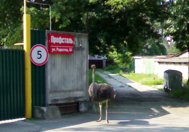 Как страус попал на столичную улицу, остается загадкой. Фото очевидцев прогулки.