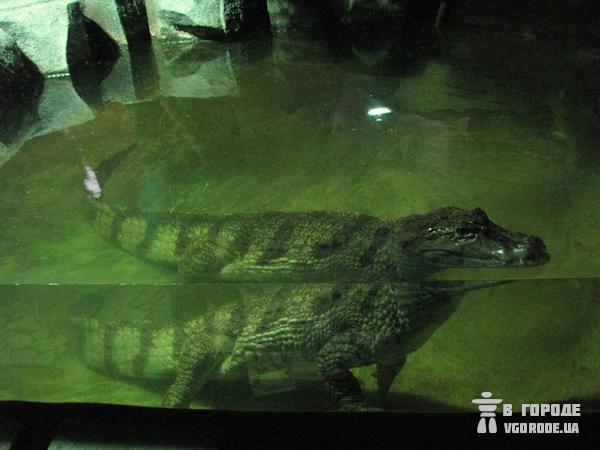 Киевлянам расскажут всю правду про крокодилов! Фото Ольги Кромченко. 