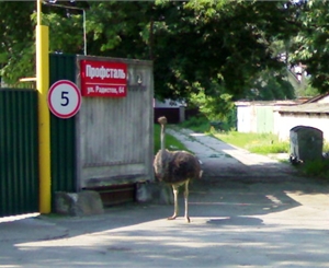 Как страус попал на столичную улицу, остается загадкой. Фото очевидцев прогулки. 