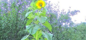 Под Киевом вырос подсолнух-гигант в четыре метра в высоту