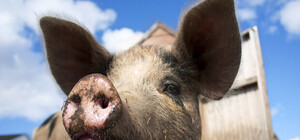 Харьковским свиньям грозит эпидемия африканской чумы