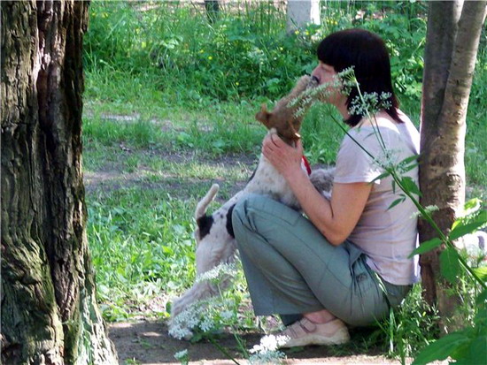 По мнению КГГА, фокстерьер - очень опасная собака. Фото с сайта foxterrier.su. 