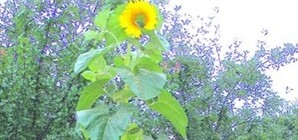 Позитив недели: оплачиваем коммуналку в Интернете, восхищаемся подсолнухом-гигантом и оцениваем дебютный клип Яны Соломко