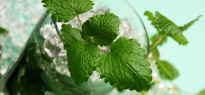 Опасного мохито на Русановке не будет :  как столичные депутаты борются с нелегальной торговлей кубинским напитком