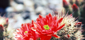 Кактусы со всей Украины заполонят Куликово поле Одессы