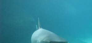 Акул-людоедов пугает шум в Крыму