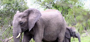 В 2012 году в столичном зоопарке появятся два слона