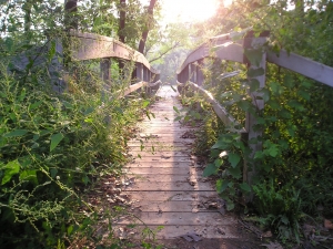 От лесных прогулок лучше отказаться - это может вызвать отравление. Фото с сайта www.sxc.hu.