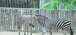 В Киевском зоопарке очередные потери: умерли пятнистый олень и полуторагодовалая зебра