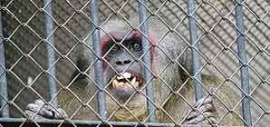 В столичном зоопарке гибнут зверушки, а дирекция твердит, что проблемы нет 