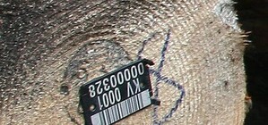 Киевские деревья пометят за 250 тысяч гривен