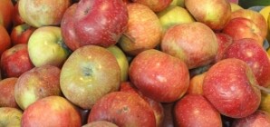 Животных в Киевском зоопарке кормят яйцами по 18 гривен и яблоками по 15