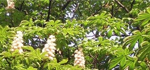 Киевлянам предлагают нарисовать логотип города за 50 тысяч гривен