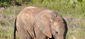 Слонята появятся в Киевском зоопарке уже к новому году