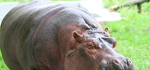 Больше половины питомцев Киевского зоопарка при смерти