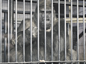 Самое одинокое животное в зоопарке - горилла Тони.
Фото Максима Люкова