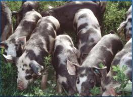 Из-за днепропетровских вегетарианцев отменили конкурс на 