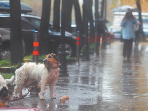 В такую погоду хороший пес хозяина на улицу не выпустит. Фото Антона Лущика