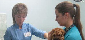 Хозяевам домашних животных придется раскошелиться