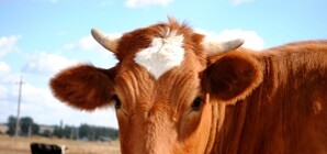 Смертельное ДТП под Киевом – пьяный водитель насмерть сбил трех коров