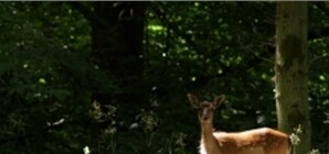 ЧП в Киевском зоопарке – животных травят крысиным ядом