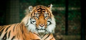 Питомцы Киевского зоопарка на последнем издыхании – погибают тигр и горилла