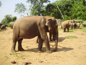 Пара слонов еще полгода поживет в нормальных условиях. Фото с сайта www.sxc.hu. 