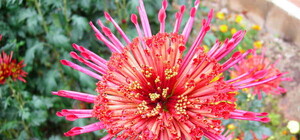 Фоторепортаж: в Никитском ботаническом саду распускаются тысячи хризантем