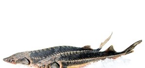 Киевское море наполнили 