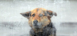 Стало известно место следующей травли собак догхантерами