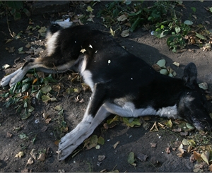 Если вы увидели на улице мертвого пса - звонит в милицию. Фото Антона Лущика