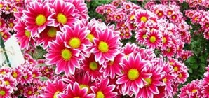 В октябре на Крым обрушился звездный ливень, из яиц вылупились динозавры, а в Никитском ботаническом саду распустились тысячи хризантем 