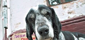 Через полгода дворняг на улицах не останется