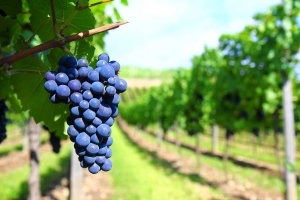 В ботсаду будут выращивать винный виноград. Фото с сайта sxc.hu