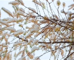 На этой неделе в Киеве пошел первый снег. Фото с сайта sxc.hu