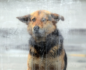 Теперь собак травят пенсионеры. Фото Максима Люкова