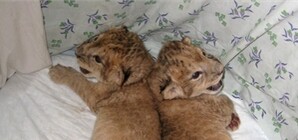 Позитив недели: 85-летний тренер 