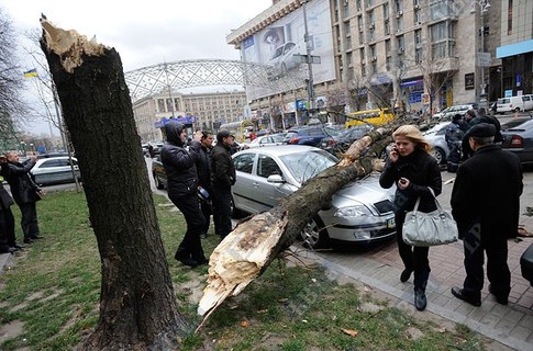 В Киеве по улице Крещатик, 7/11 ураганный ветер повалил дерево на три автомобиля. Фото с сайта LB.ua