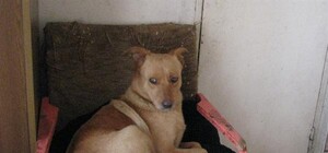 Киевляне чаще всего заводят дворняг