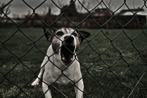 В Киеве живут семь тысяч потенциально опасных собак. Фото с сайта sxc.hu