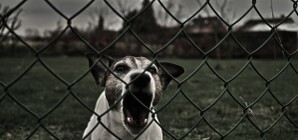 В Киеве посчитали потенциально опасных собак – их тысячи