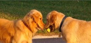 В Киев привезут лучших собак всех пород со всего мира