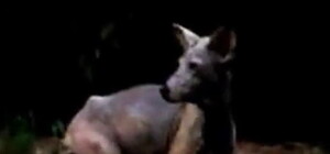 Под Киевом страшная чупакабра высасывает мозг