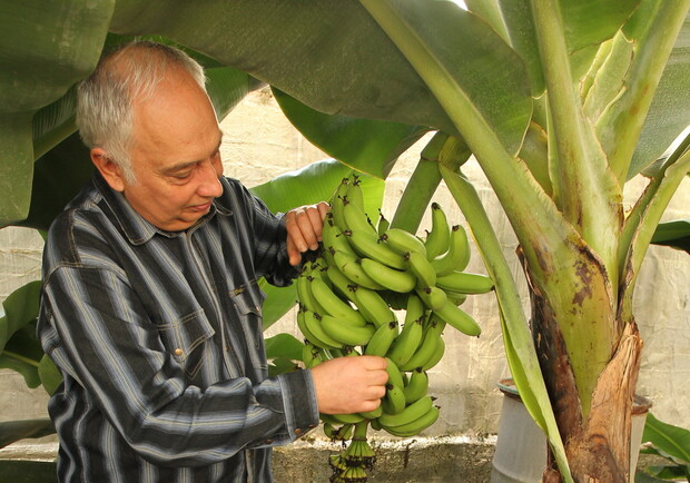 Под Киевом уже шесть лет процветает настоящая банановая ферма. Фото Антона Лущика