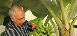 Банановый рай: на ферме под Киевом выращивают ананасы, мандарины и кофейные деревья