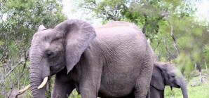 В Гагаринский парк Симферополя завезут слонов и жирафов