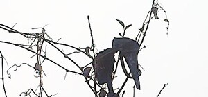 В новогоднюю ночь донецкие женщины сняли лифчики и чулки и бегали по улице голышом 