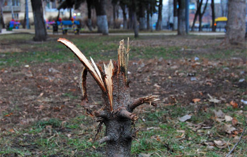 Некоторые елки рубили под корень, а у других срезали верхушки. Фото с сайта kiev.pravda.com.ua