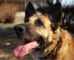 В 2012 году в Киеве будет больше площадок для выгула собак. Фото с сайта sxc.hu