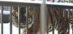 В Харьковском зоопарке животные впали в депрессию